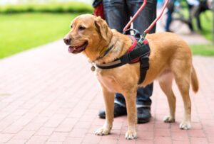 Service dogs for veterans with anxiety